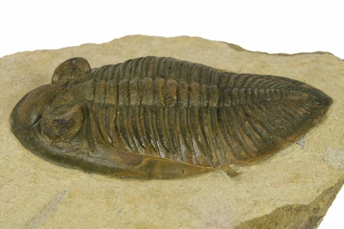 Rare Odontochile Trilobite - Morocco #382686